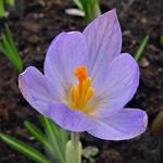 Crocus species - 