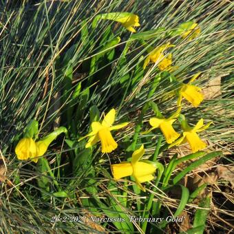 Narcissus 'February Gold'