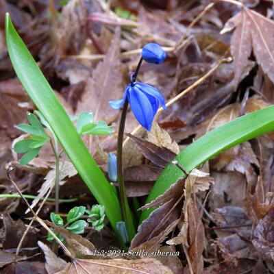 Scilla siberica - 