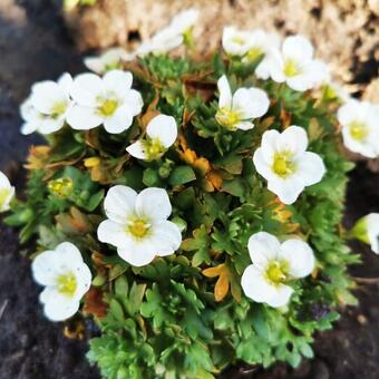 Saxifraga x arendsii 'TOURAN Large White'