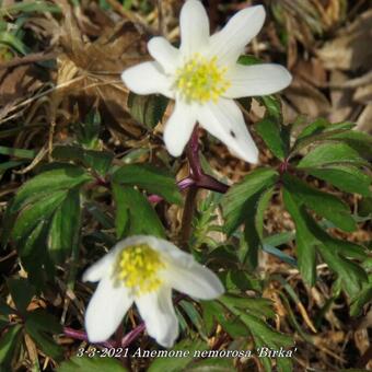 Anemone nemorosa 'Birka'