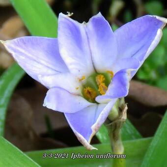 Ipheion uniflorum