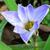 Ipheion uniflorum