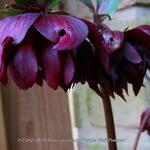 Helleborus orientalis 'Purple Pink Pompon' - 