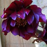 Helleborus orientalis 'Purple Pink Pompon' - 