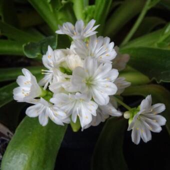 Lewisia cotyledon 'Elise'