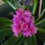 Lewisia cotyledon 'Elise' - 