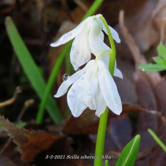 Scilla siberica 'Alba'