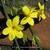 Jasminum nudiflorum