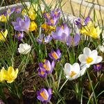 Crocus species - 