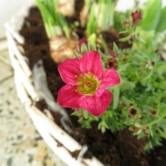 Saxifraga x arendsii 'TOURAN Deep Red'