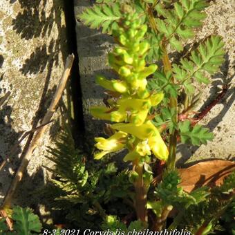 Corydalis cheilanthifolia