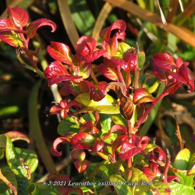 Leucothoe axillaris 'Curly Red' - Leucothoe axillaris 'Curly Red'