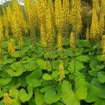 Ligularia sibirica - Sibirischer Goldkolben