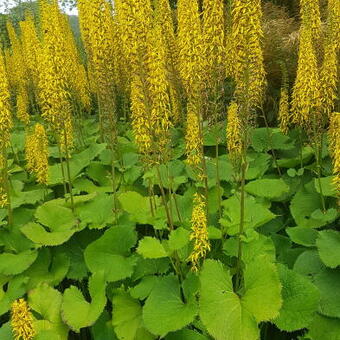 Ligularia sibirica