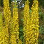 Ligularia sibirica - Sibirischer Goldkolben