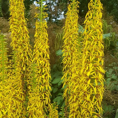 Ligularia sibirica - 