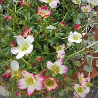 Saxifraga x arendsii 'ALPINO Early Picotee'