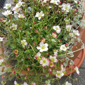 Saxifraga x arendsii 'ALPINO Early Picotee'