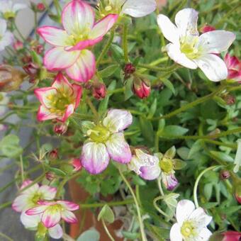 Saxifraga x arendsii 'ALPINO Early Picotee'