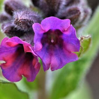 Pulmonaria saccharata 'Silverado'