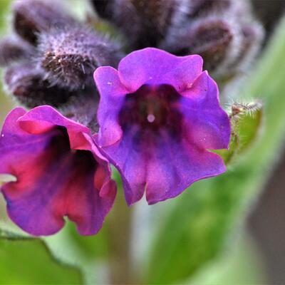 Pulmonaria saccharata 'Silverado' - 