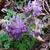 Corydalis solida