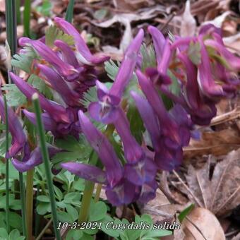 Corydalis solida