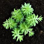 Sempervivum 'Jubilee' - 