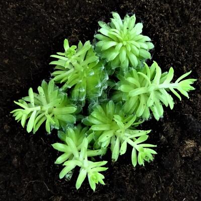 Sempervivum 'Jubilee'