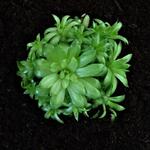 Sempervivum 'Herta Green' - 