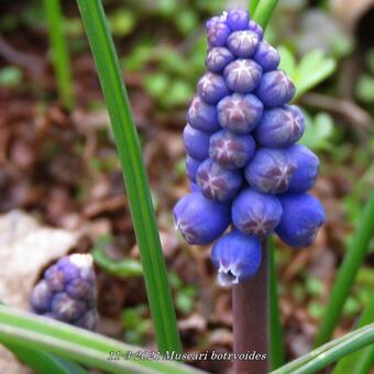 Muscari botryoides