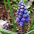 Muscari botryoides