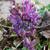 Corydalis solida