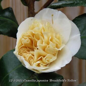 Camellia japonica 'Brushfield's Yellow'