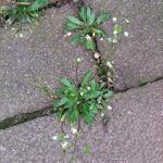 Draba verna - 