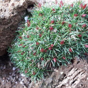 Armeria juniperifolia 'Drake's Deep Form'