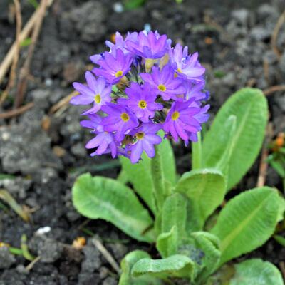 Primula denticulata