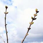 Syringa vulgaris (roze) - Gemeiner Flieder