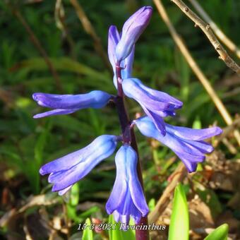 Hyacinthus