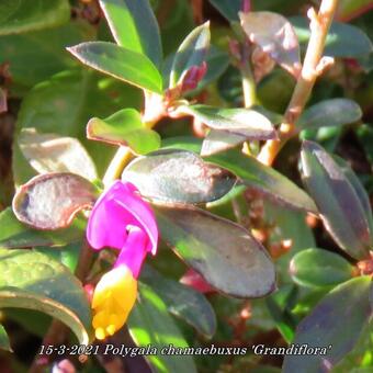 Polygala chamaebuxus 'Grandiflora'