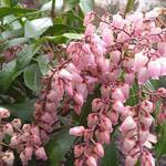 Pieris japonica 'Valley rose' - 