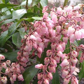 Pieris japonica 'Valley rose'