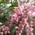 Pieris japonica 'Valley rose'