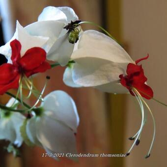 Clerodendrum thomsoniae