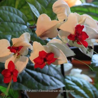 Clerodendrum thomsoniae