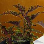 Plectranthus scutellarioides UNDER THE SEA 'Bone fish' - 