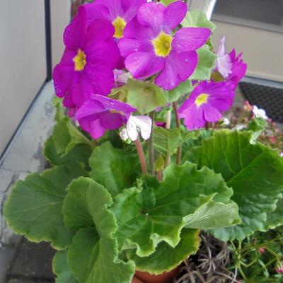 Primula obconica - 