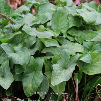 Arum maculatum