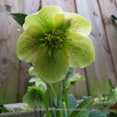 Helleborus orientalis - 